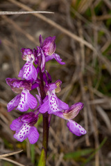 Anacamptis morio morio
