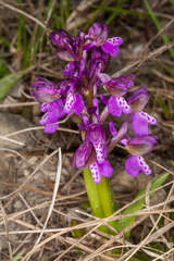 Anacamptis morio morio