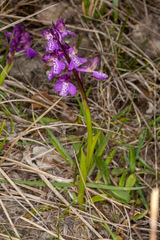 Anacamptis morio morio