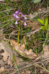 Anacamptis morio morio