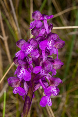 Anacamptis morio morio