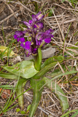 Anacamptis morio morio
