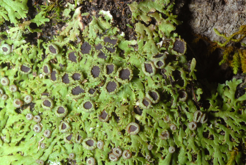 Shaggy-fringe Lichen