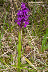 Anacamptis morio morio