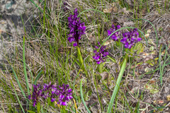 Anacamptis morio morio