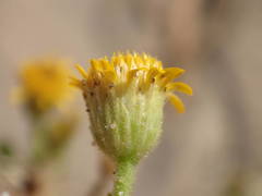 Erigeron aegyptiacus