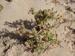 Erigeron aegyptiacus