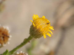 Erigeron aegyptiacus