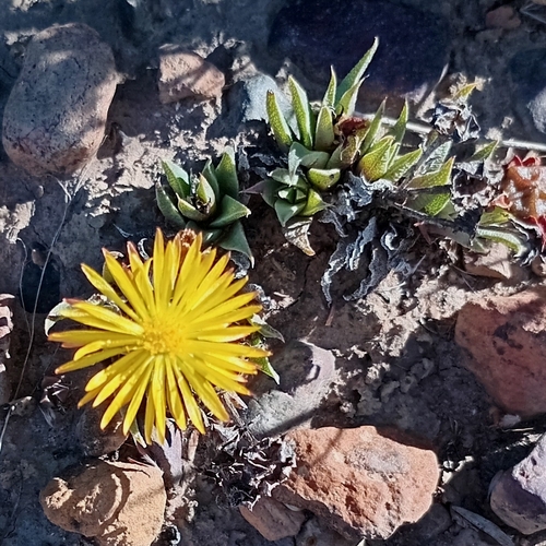 Bergeranthus multiceps (Bergeranthus multiceps)