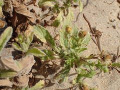 Erigeron aegyptiacus