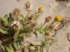 Erigeron aegyptiacus