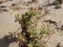 Erigeron aegyptiacus