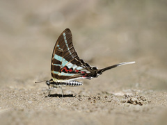 Graphium rhesus