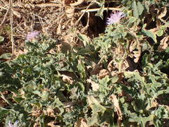 Centaurea senegalensis