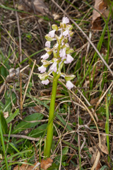 Anacamptis morio morio