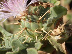 Centaurea senegalensis