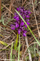 Anacamptis morio morio