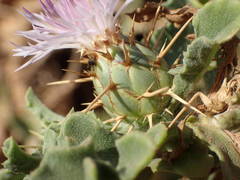 Centaurea senegalensis
