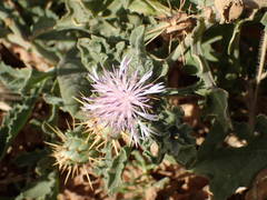 Centaurea senegalensis