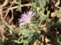 Centaurea senegalensis