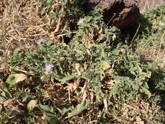 Centaurea senegalensis