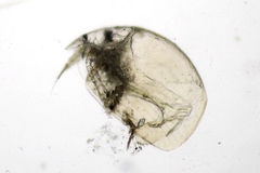 Alona quadrangularis