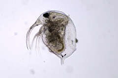 Bosmina longirostris