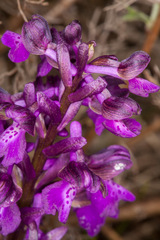 Anacamptis morio morio