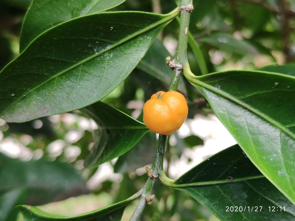 Gelonieae