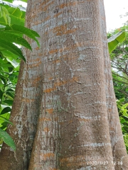 Pterygota alata