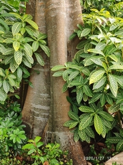 Pterygota alata