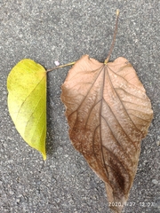 Pterygota alata