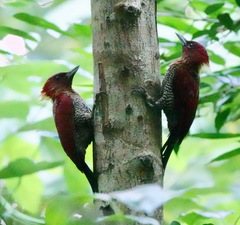 Chrysophlegma miniaceum