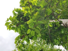 Pterygota alata