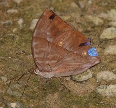 Zeuxidia amethystus