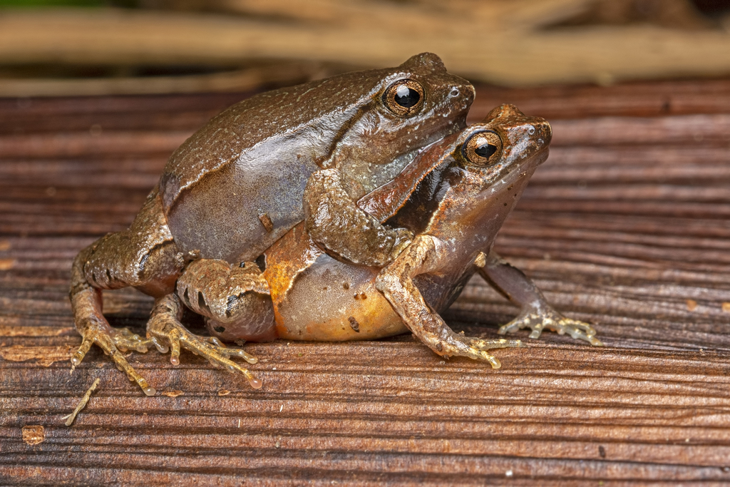 Physalaemus atlanticus