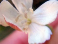 Dianthus marschallii
