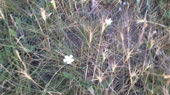Dianthus marschallii