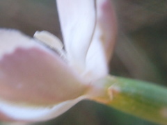 Dianthus marschallii