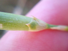 Dianthus marschallii