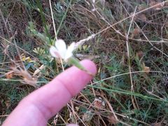 Dianthus marschallii