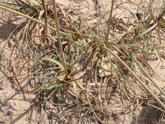 Cyperus crassipes image