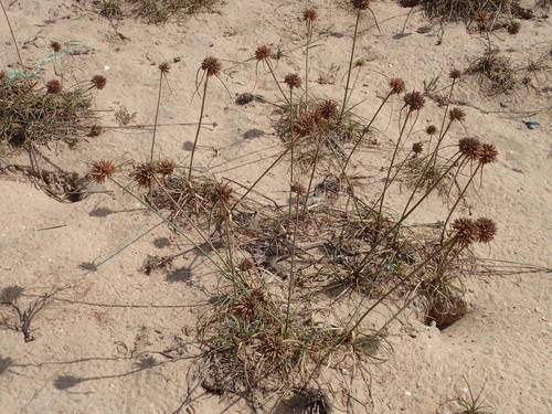 Cyperus crassipes image