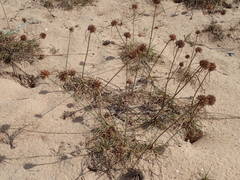 Cyperus crassipes image