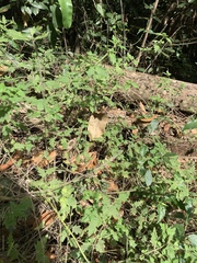 Prostanthera askania