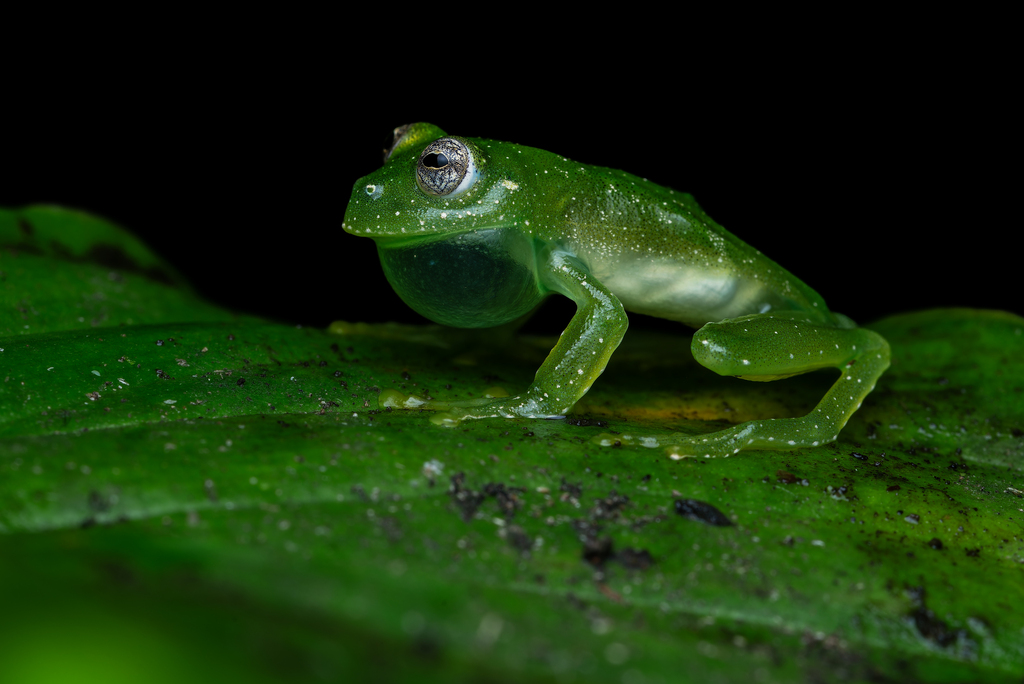 Lages Glass Frog