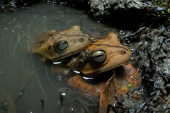Blacksmith Tree Frog photo 3