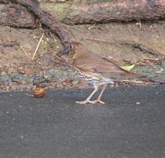 Turdus philomelos clarkei