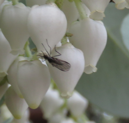 iNaturalist observation photo of Rhamphomyia