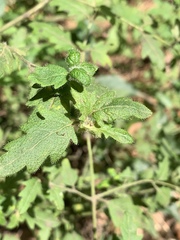 Prostanthera askania